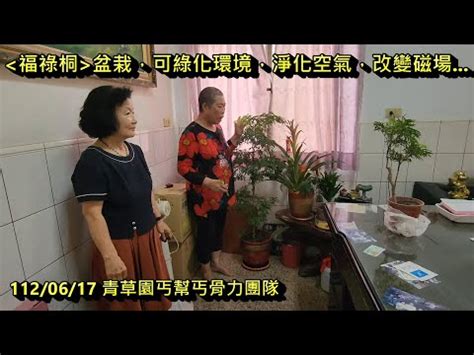 福祿桐擋煞|【福祿桐風水】揭曉福祿桐風水的秘密！完整解析禁忌。